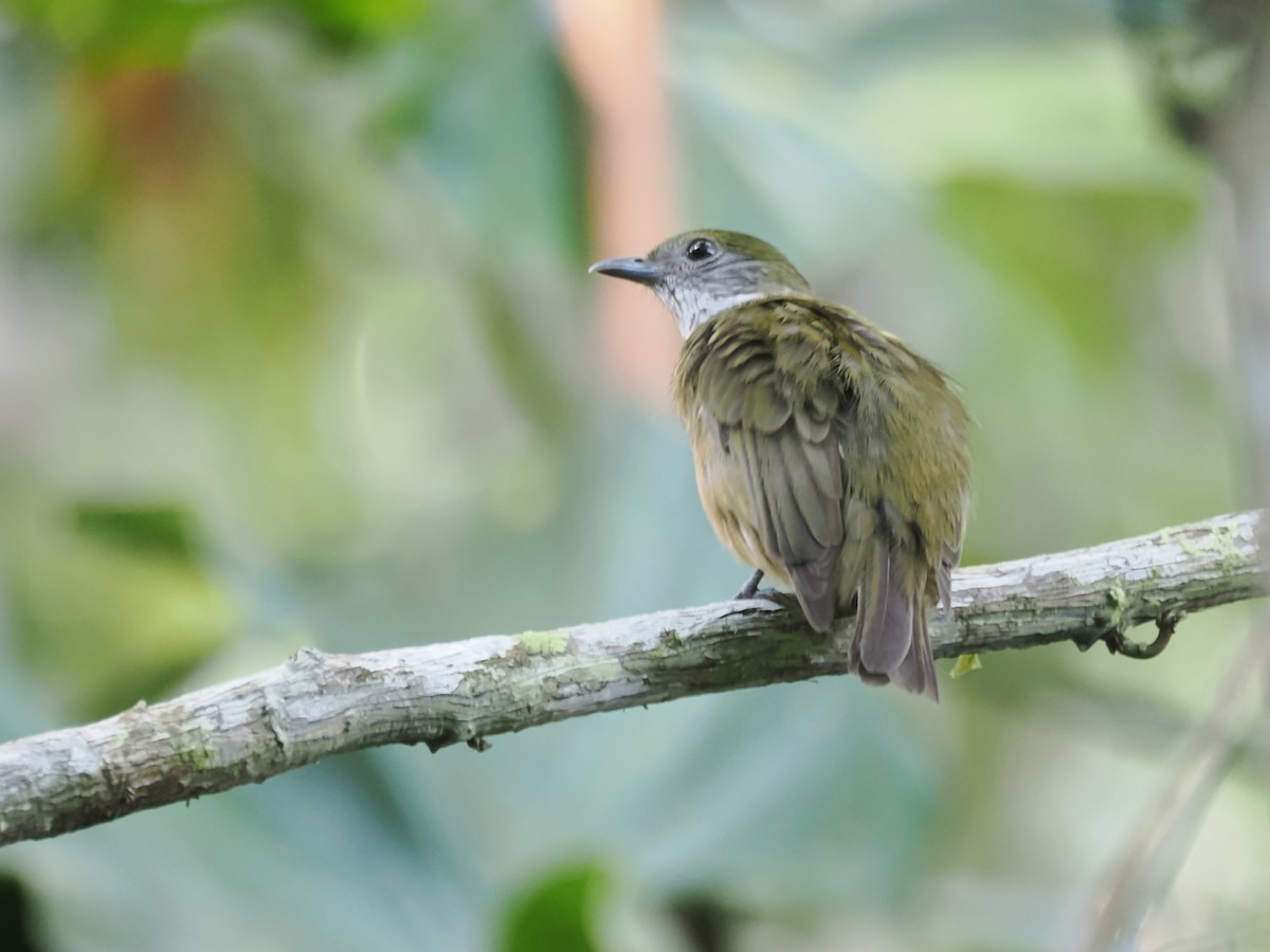 Orange-crowned Manakin - ML643320804