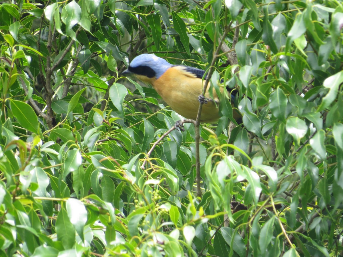Fawn-breasted Tanager - ML643320819