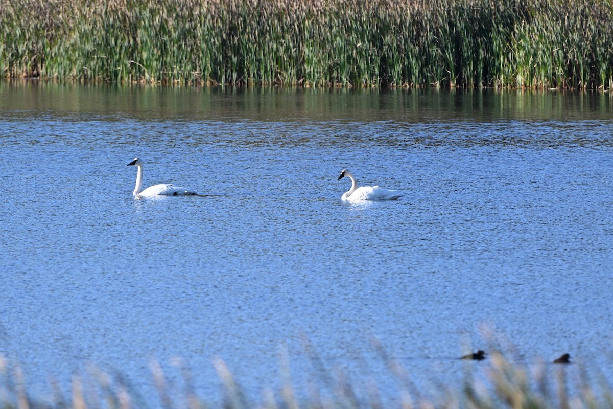 Trumpeter Swan - ML643320822