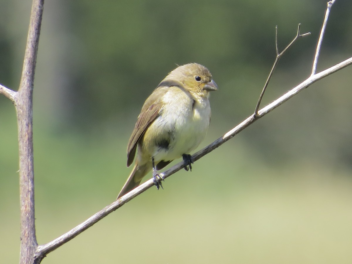 Double-collared Seedeater - ML643320833