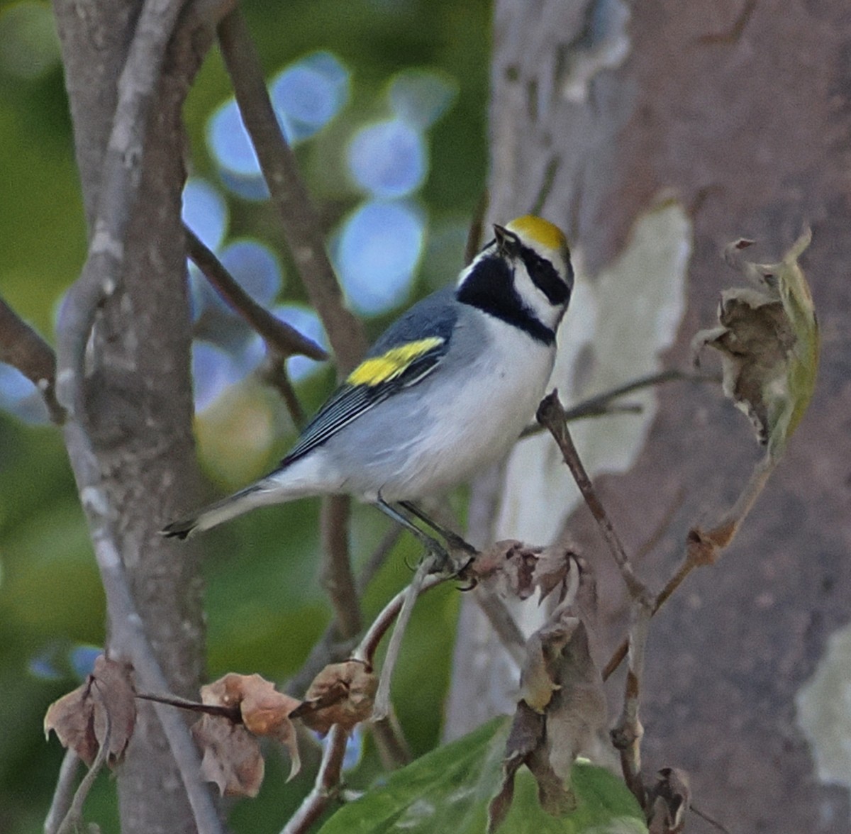Golden-winged Warbler - ML643320838
