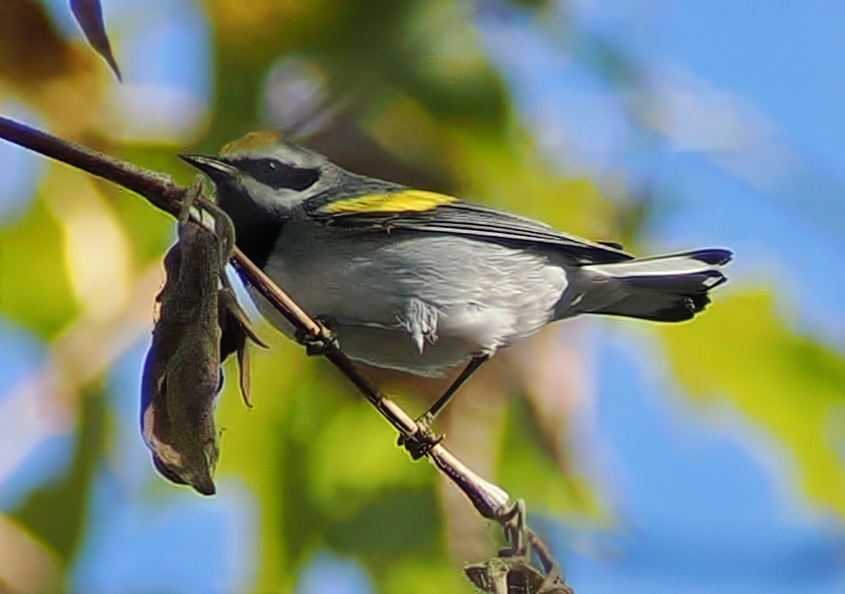Golden-winged Warbler - ML643320853
