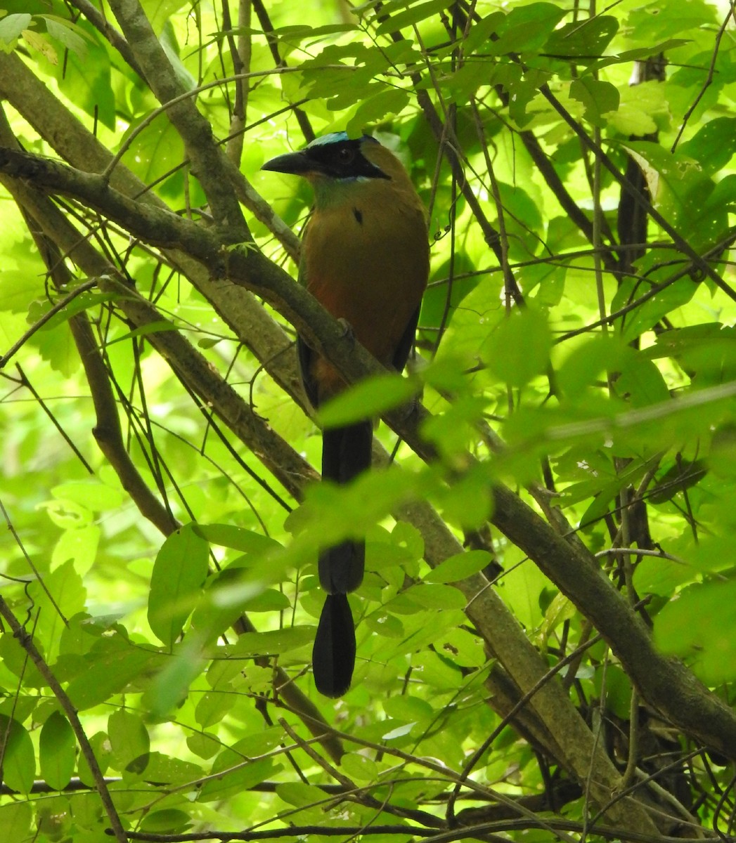 Motmot caraïbe - ML643320856