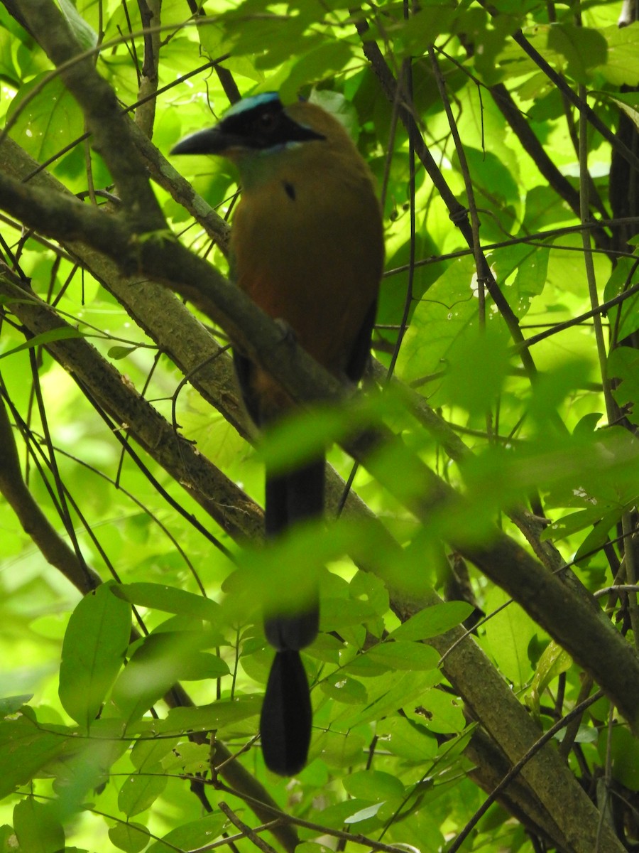 Motmot caraïbe - ML643320857