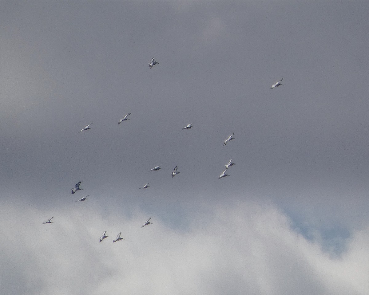 American White Pelican - ML643320858