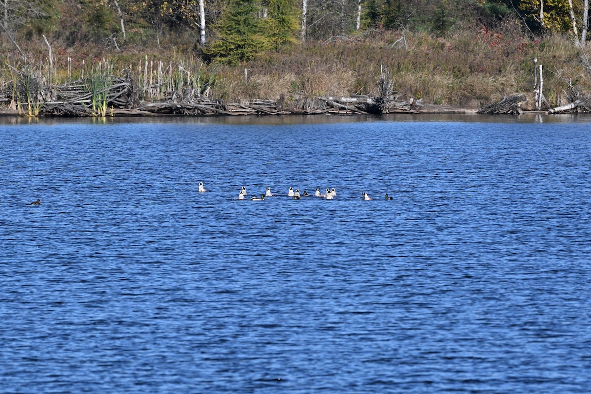 Mallard - ML643320861