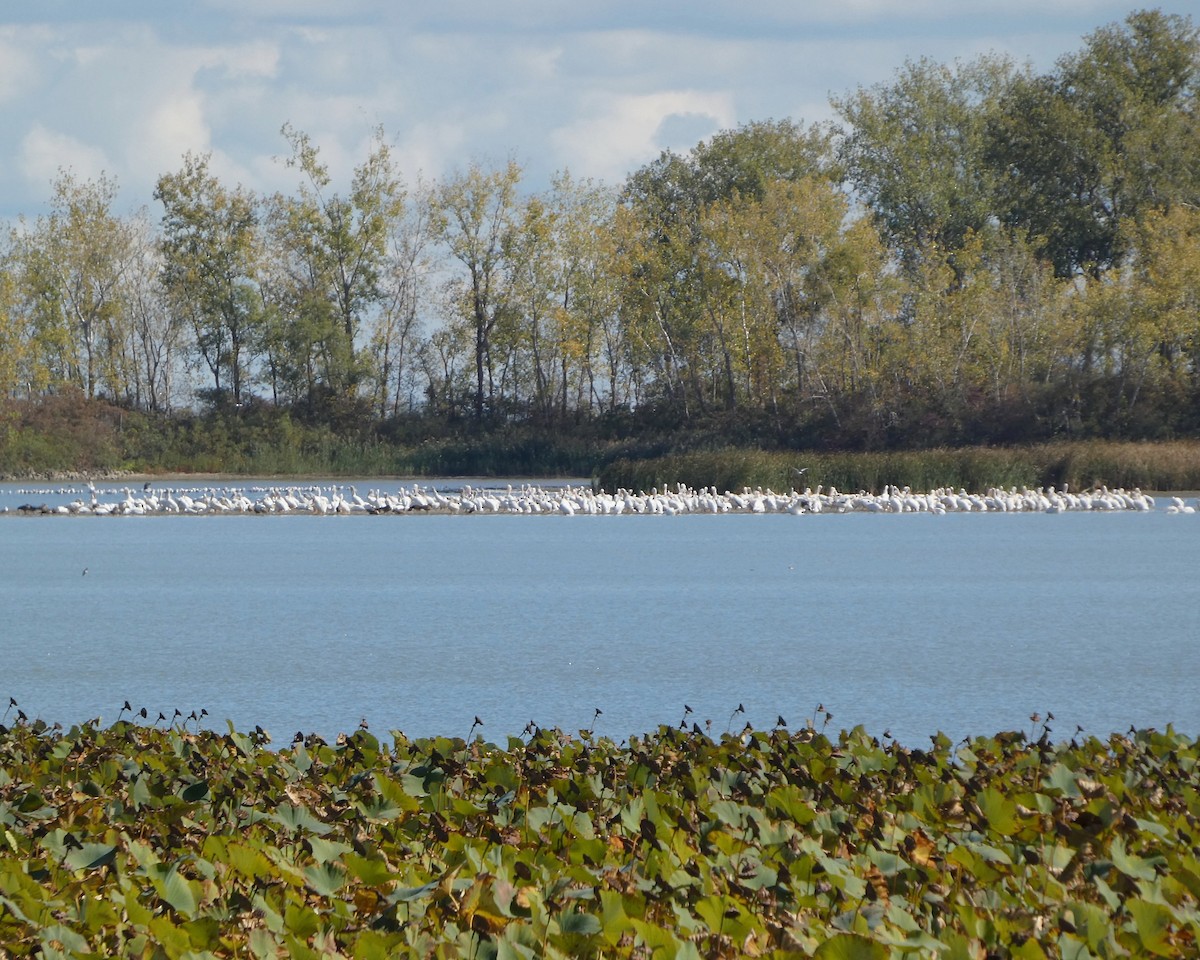 American White Pelican - ML643320867