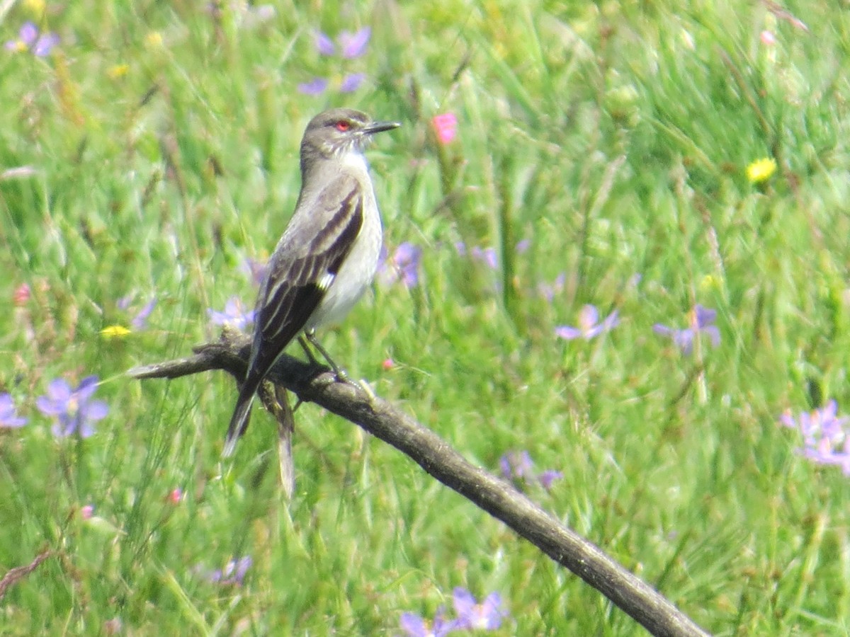 Gray Monjita - ML643320870