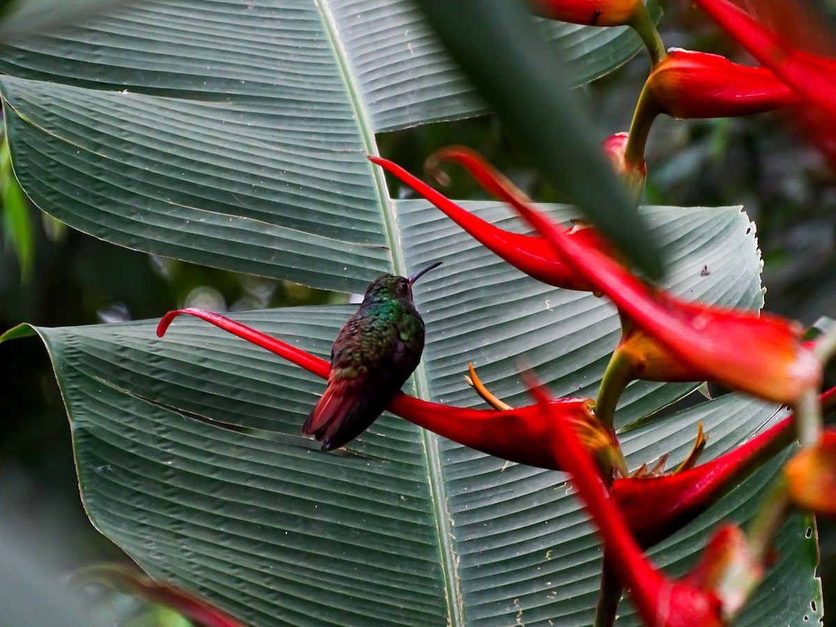 Rufous-tailed Hummingbird - ML643320872