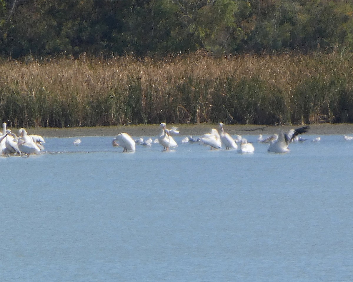 American White Pelican - ML643320880