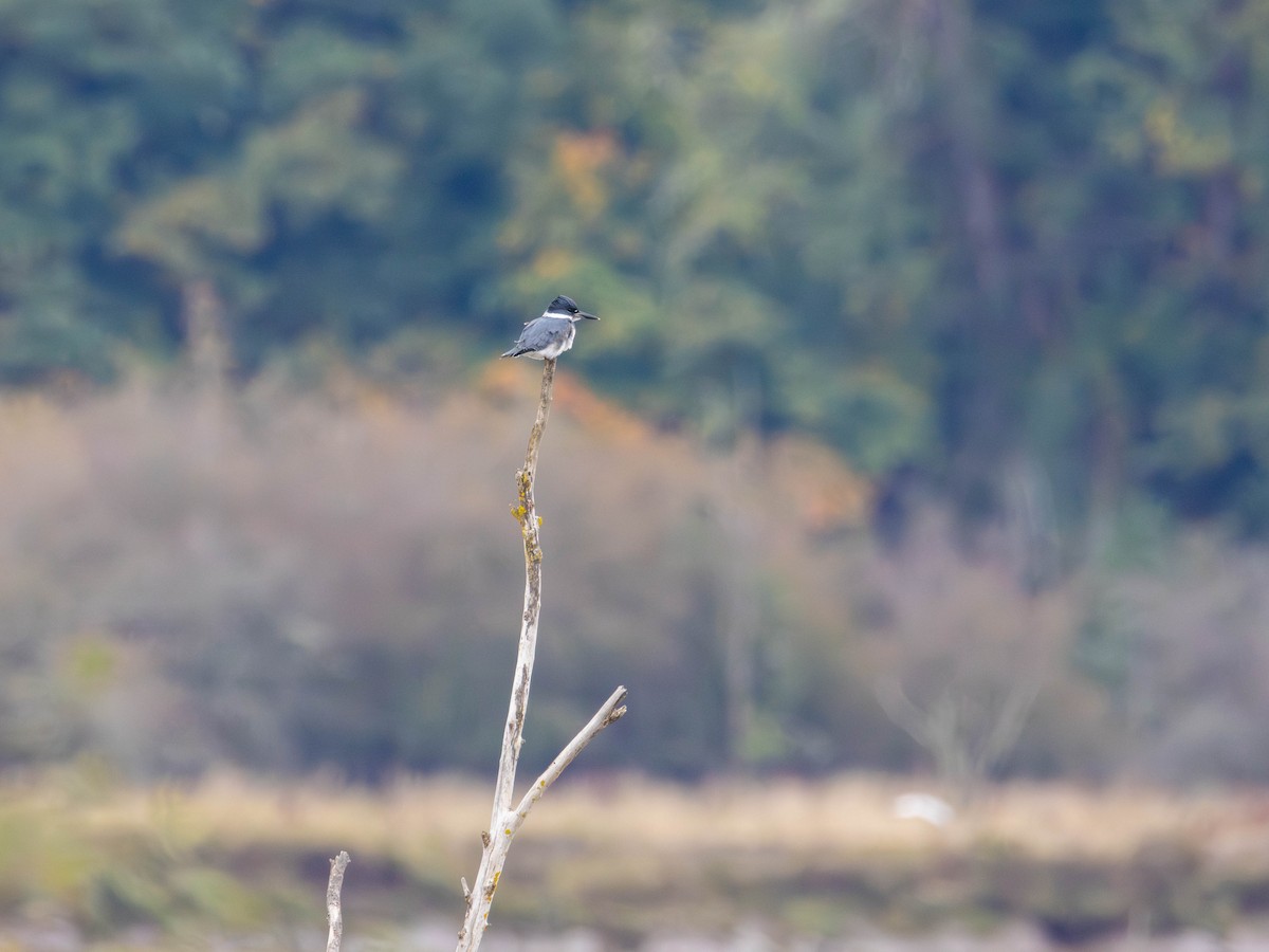 Belted Kingfisher - ML643320885