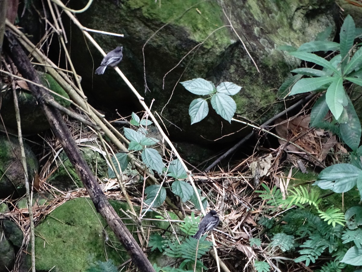 Black Phoebe - ML643320886