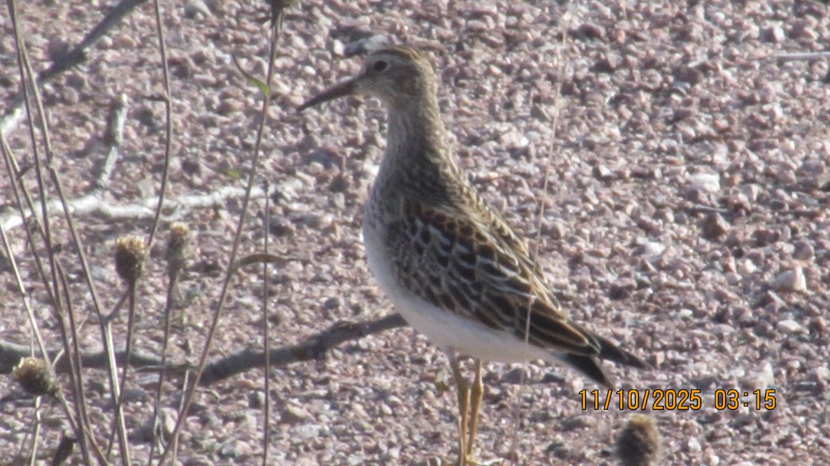 Pectoral Sandpiper - ML643320887