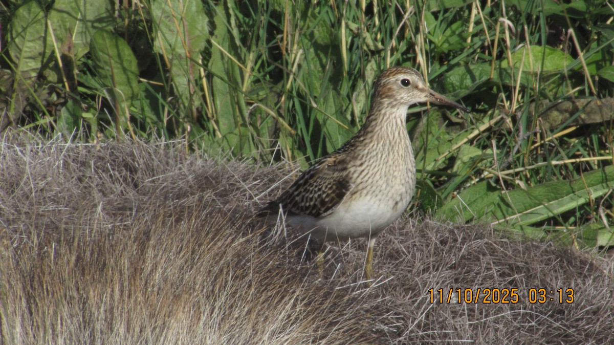 Pectoral Sandpiper - ML643320888