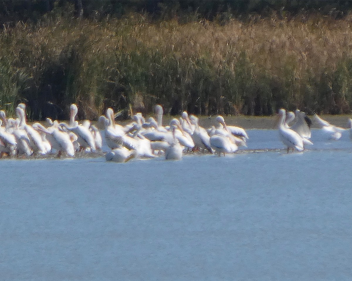 American White Pelican - ML643320897