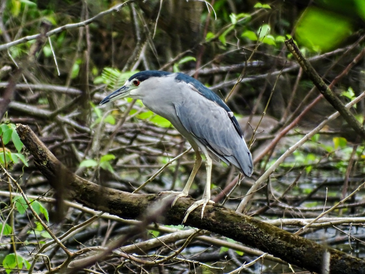 Black-crowned Night Heron - ML643320904