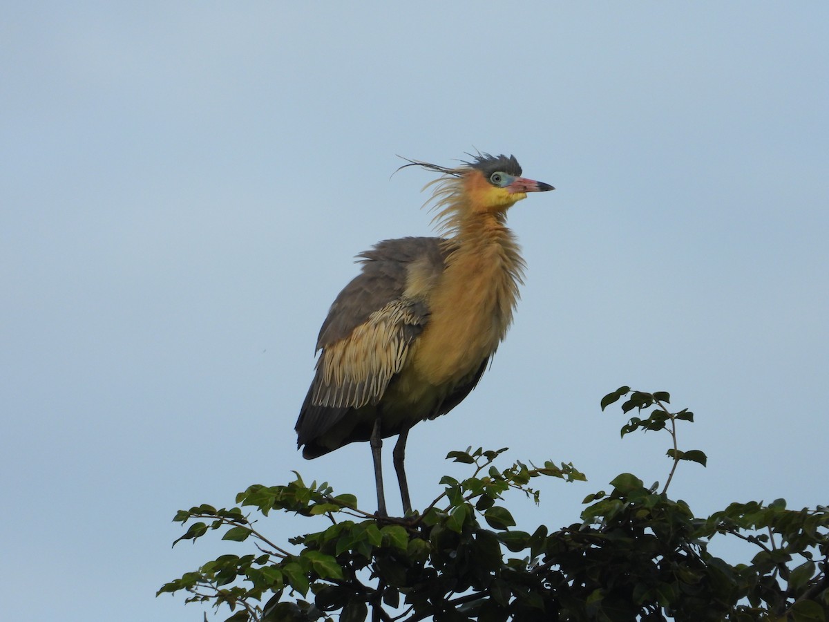 Whistling Heron - ML643320908
