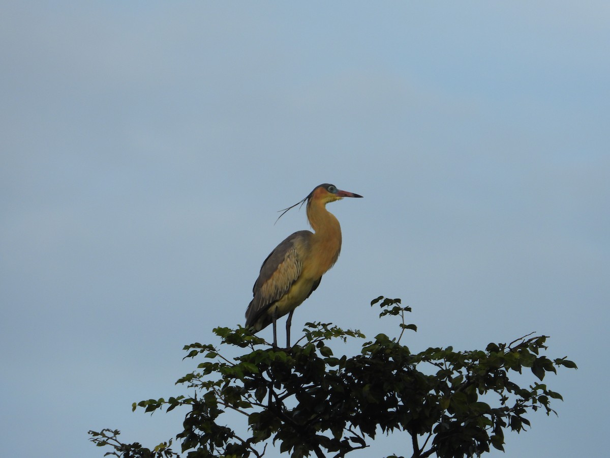 Whistling Heron - ML643320909