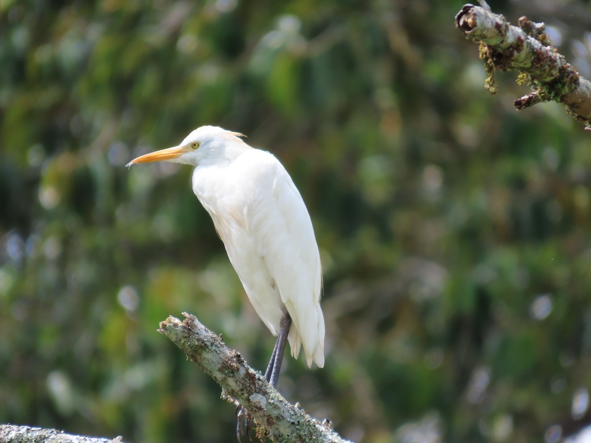 Western Cattle-Egret - ML643320914
