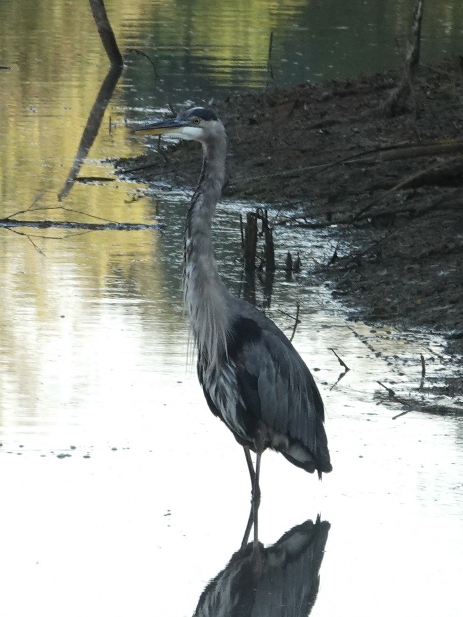 Great Blue Heron - ML643320915