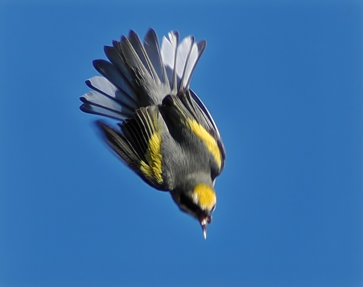 Golden-winged Warbler - ML643320917