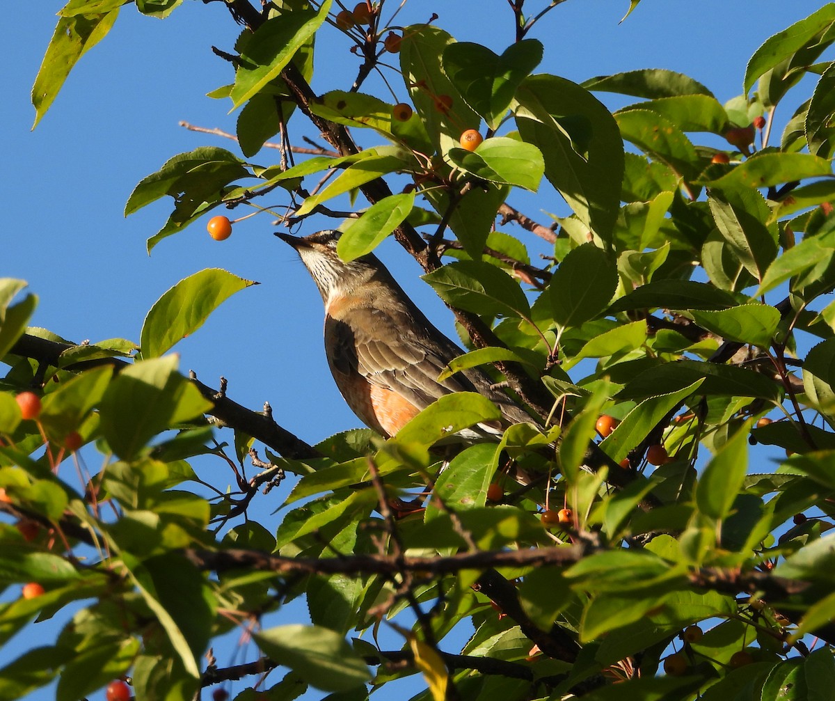 American Robin - ML643320918