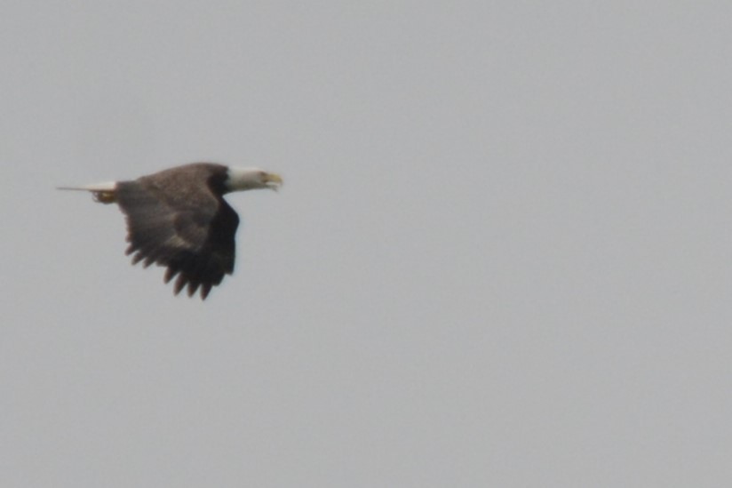 Bald Eagle - ML643320919