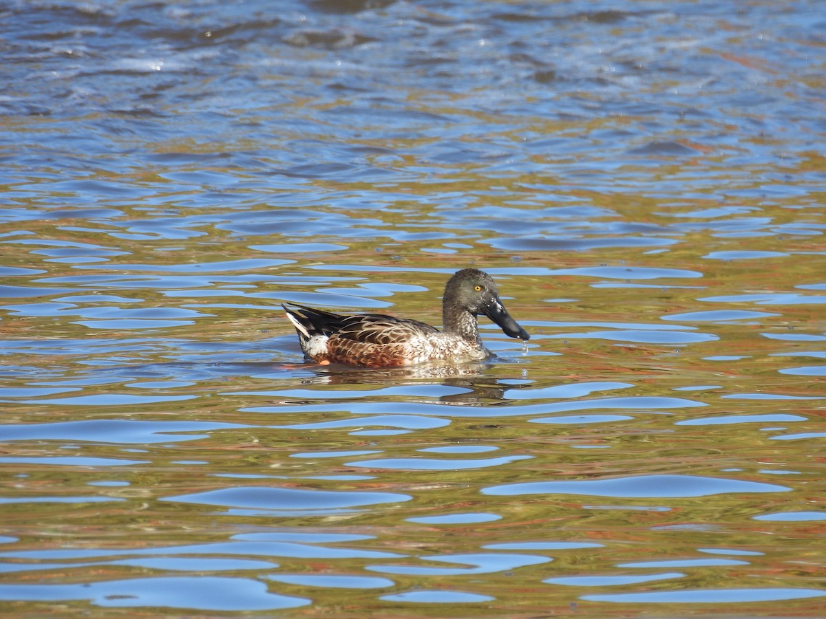 Northern Shoveler - ML643320922