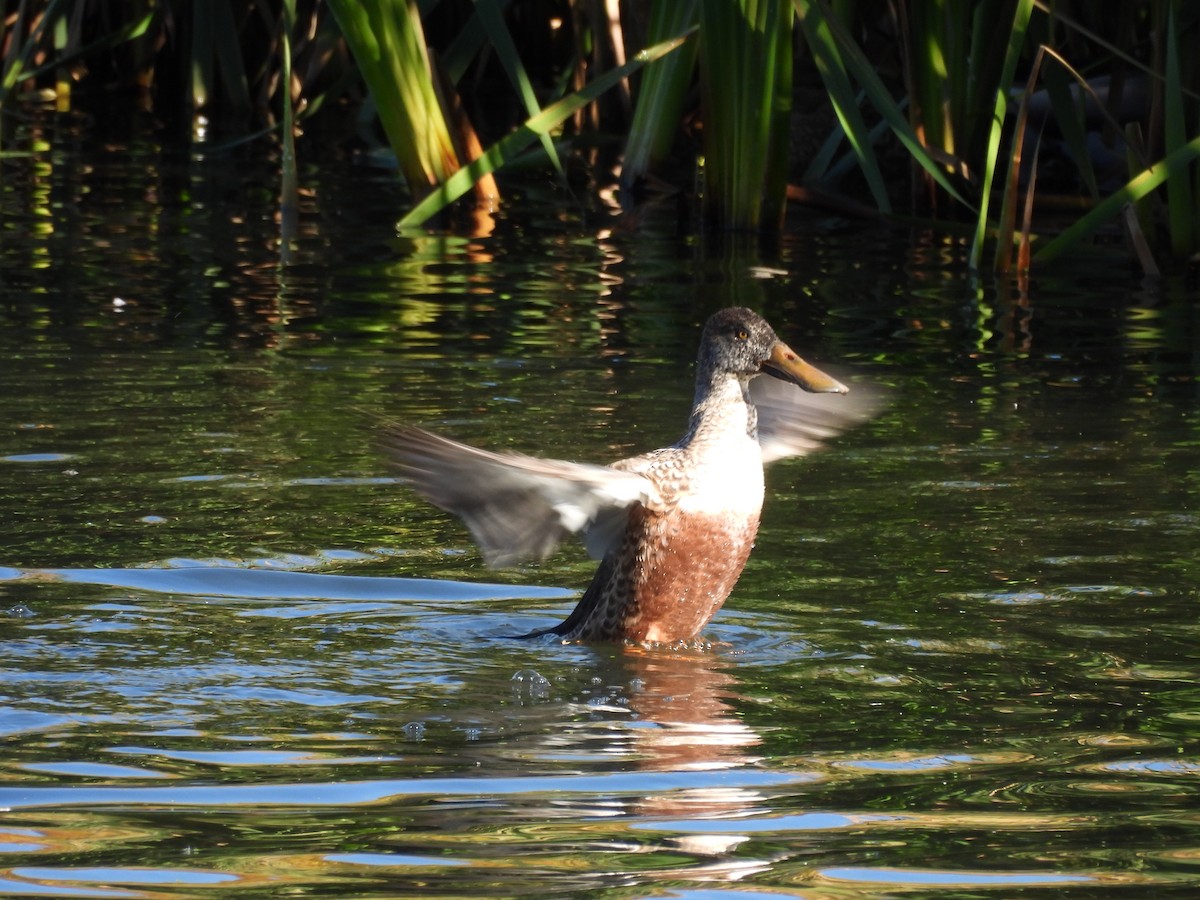 Northern Shoveler - ML643320923