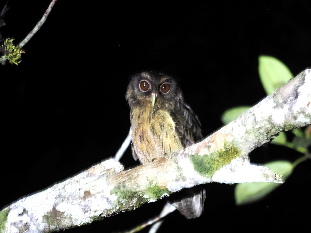 Tawny-bellied Screech-Owl (Tawny-bellied) - ML643320924