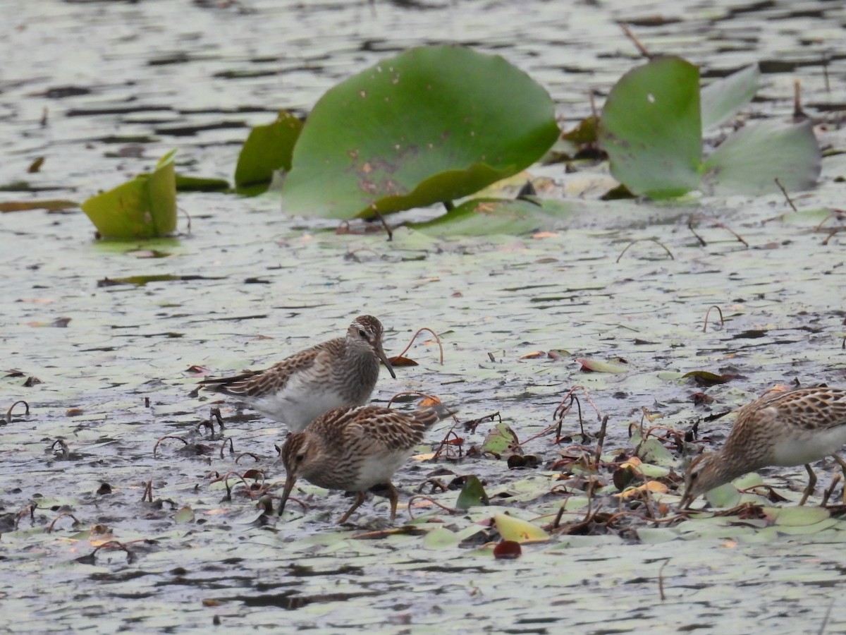 Pectoral Sandpiper - ML643320925