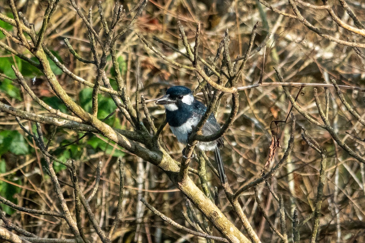 Black-breasted Puffbird - ML643320927
