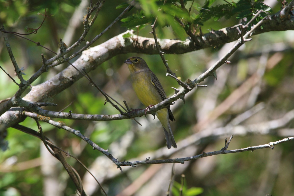 Grassland Yellow-Finch - ML643320928