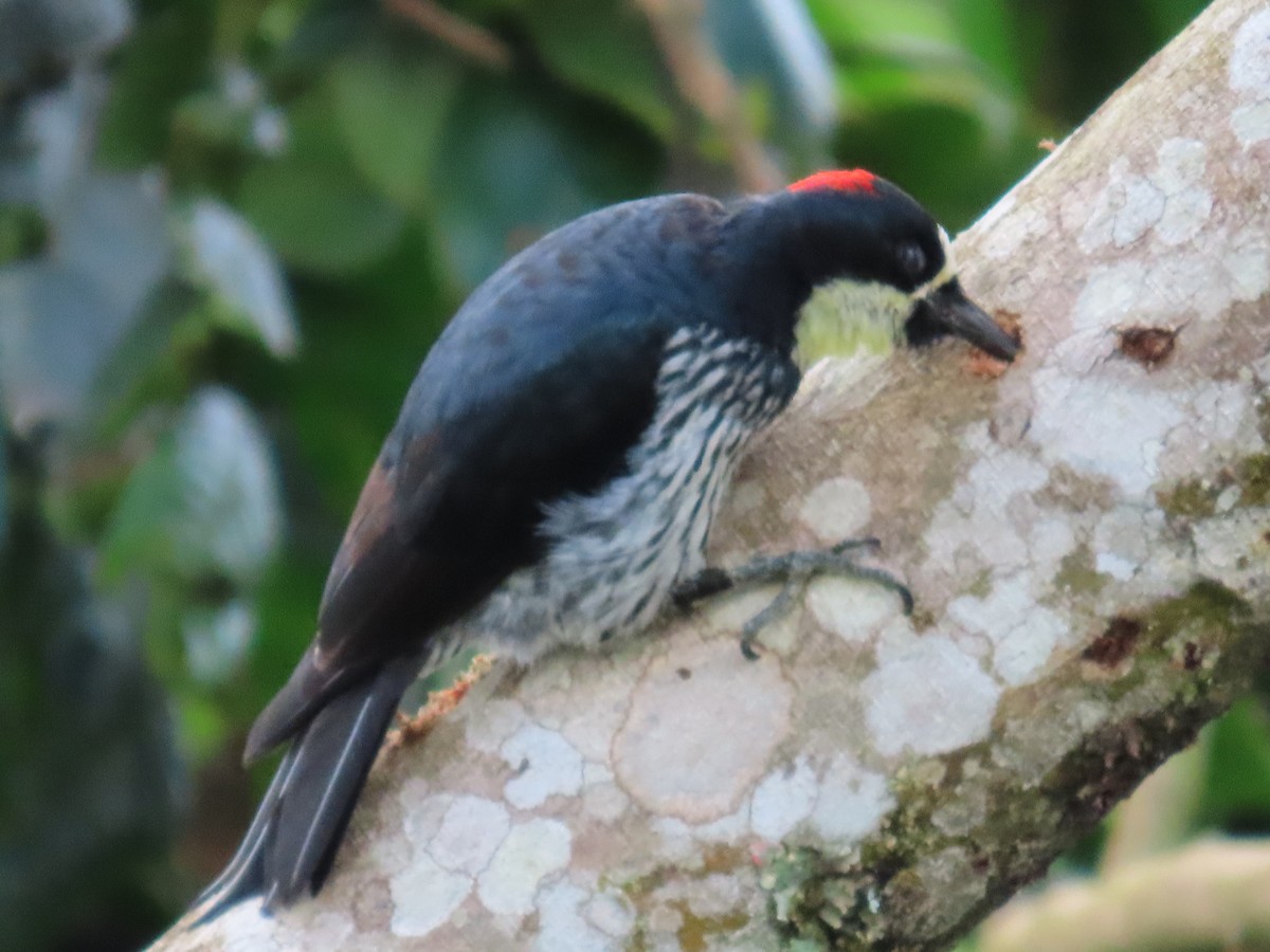 Acorn Woodpecker - ML643320929