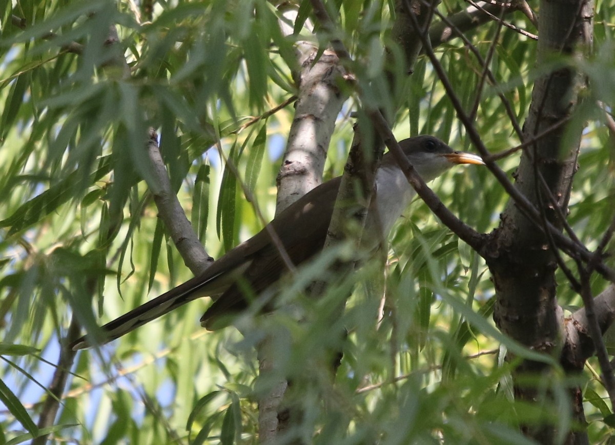Yellow-billed Cuckoo - ML643320930