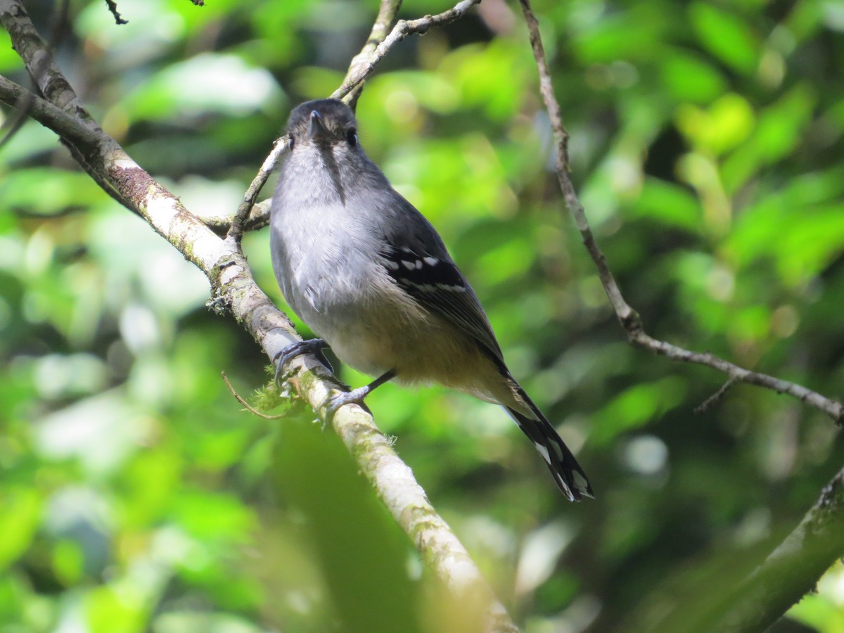 Variable Antshrike - ML643320932