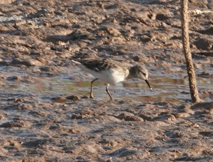 Least Sandpiper - ML643320933