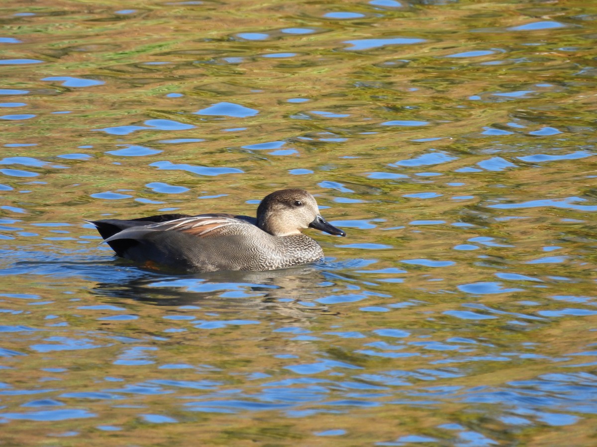 Gadwall - ML643320936