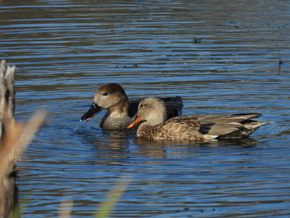 Gadwall - ML643320937
