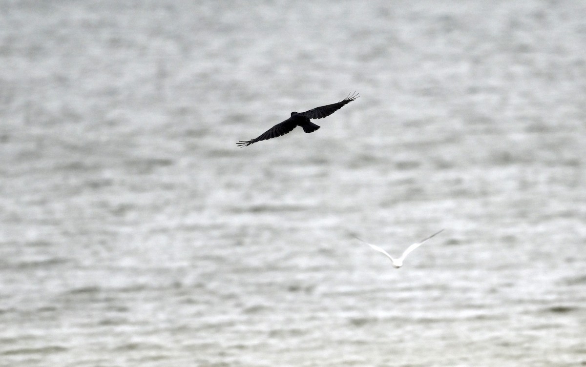 Fish Crow - ML643320938