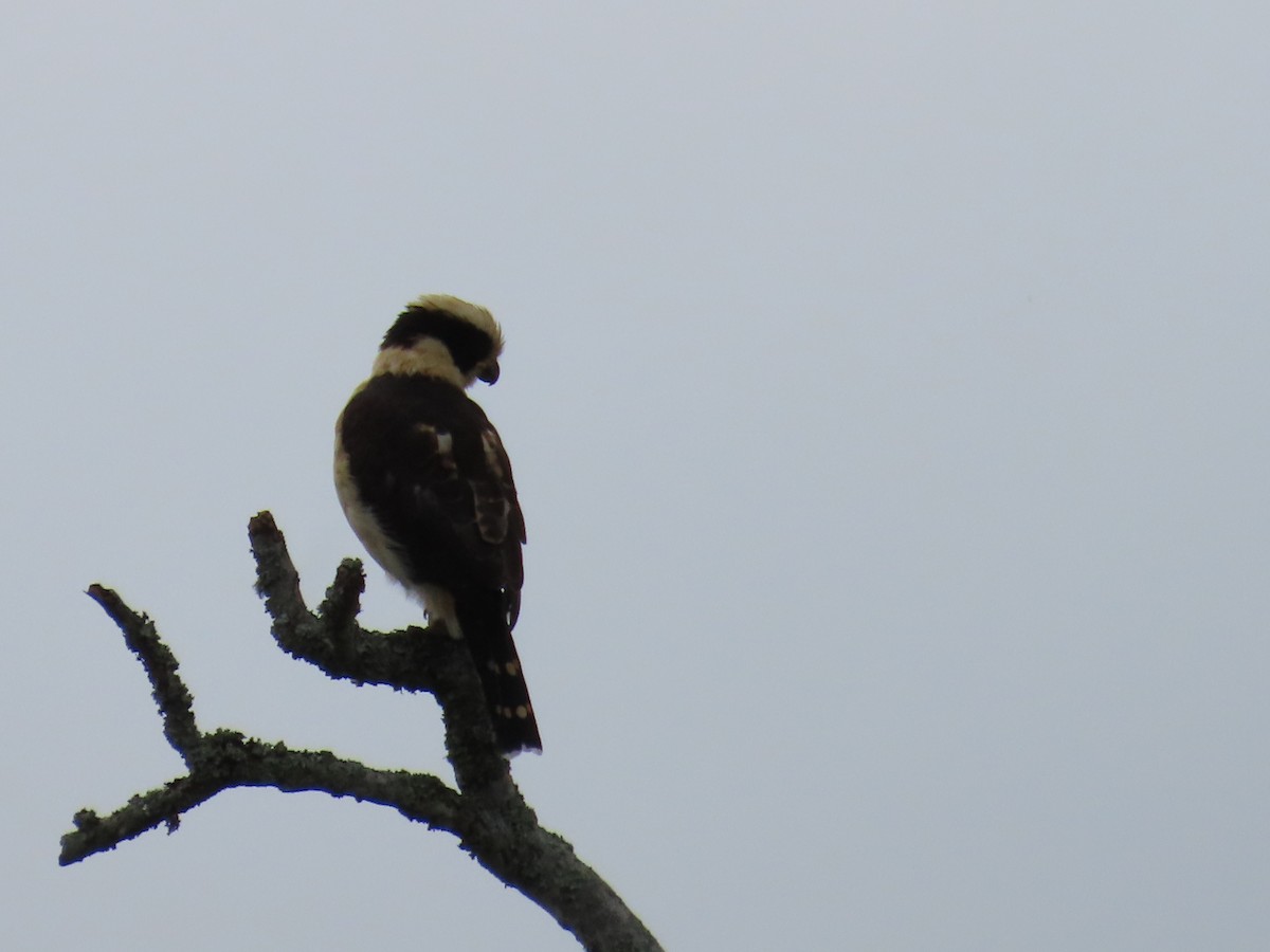 Laughing Falcon - ML643320939