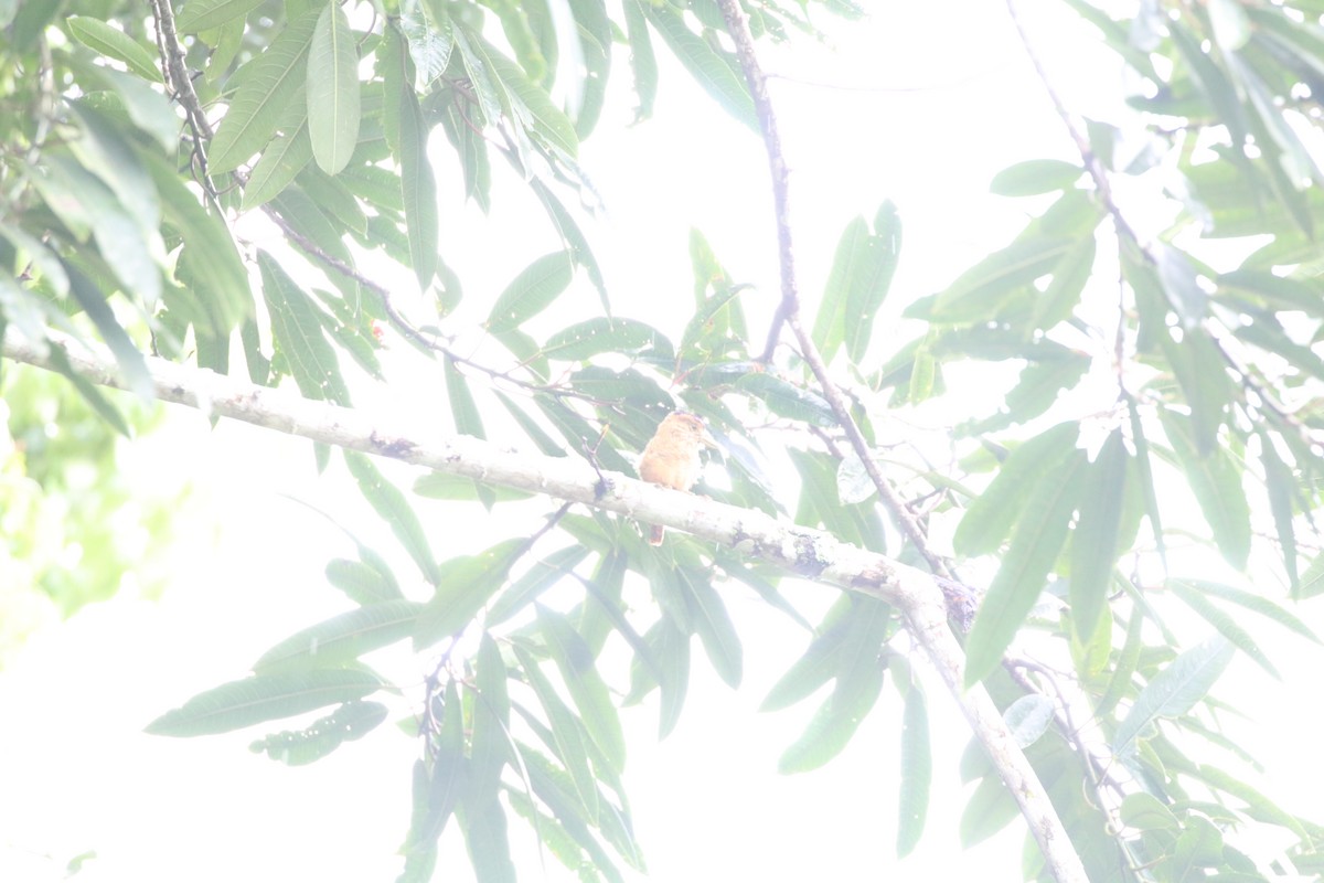 Barred Puffbird - ML643320940
