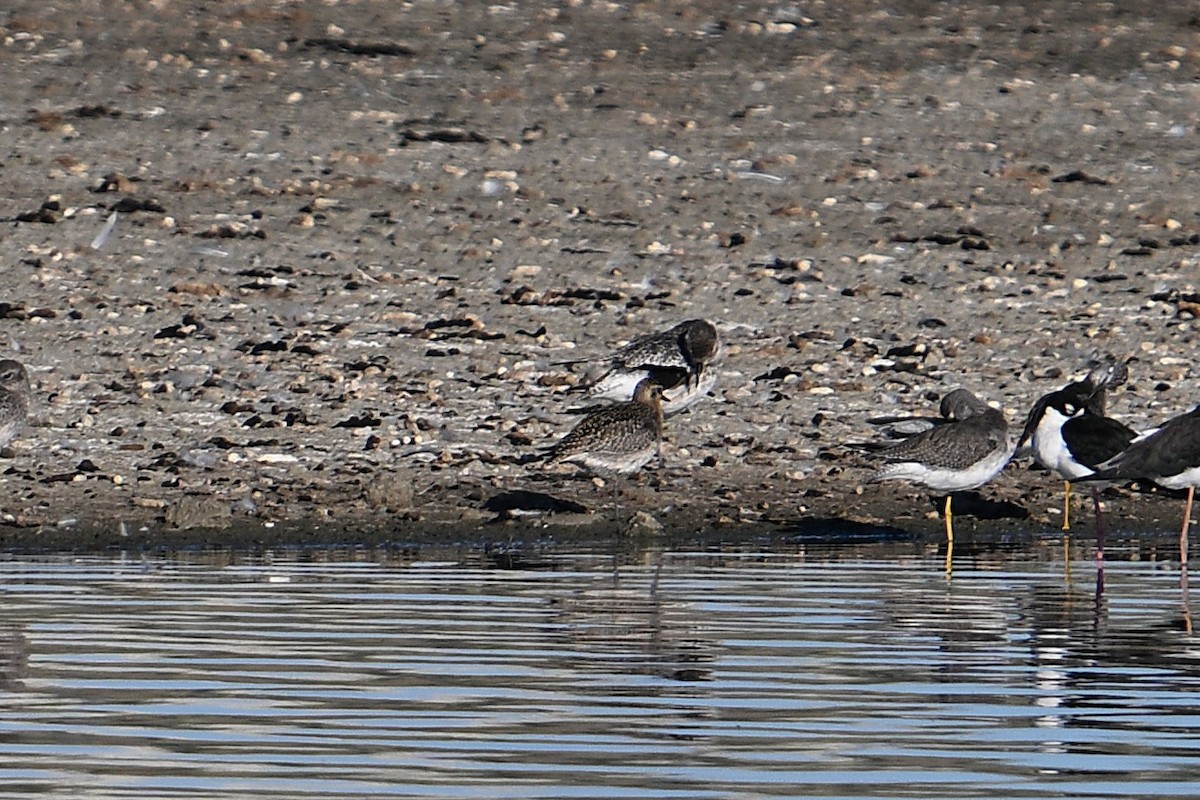Pacific Golden-Plover - ML643320944