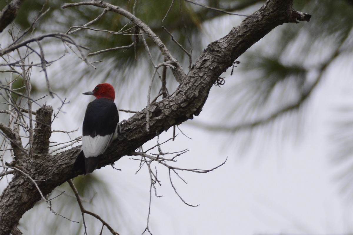 Red-headed Woodpecker - ML643320947