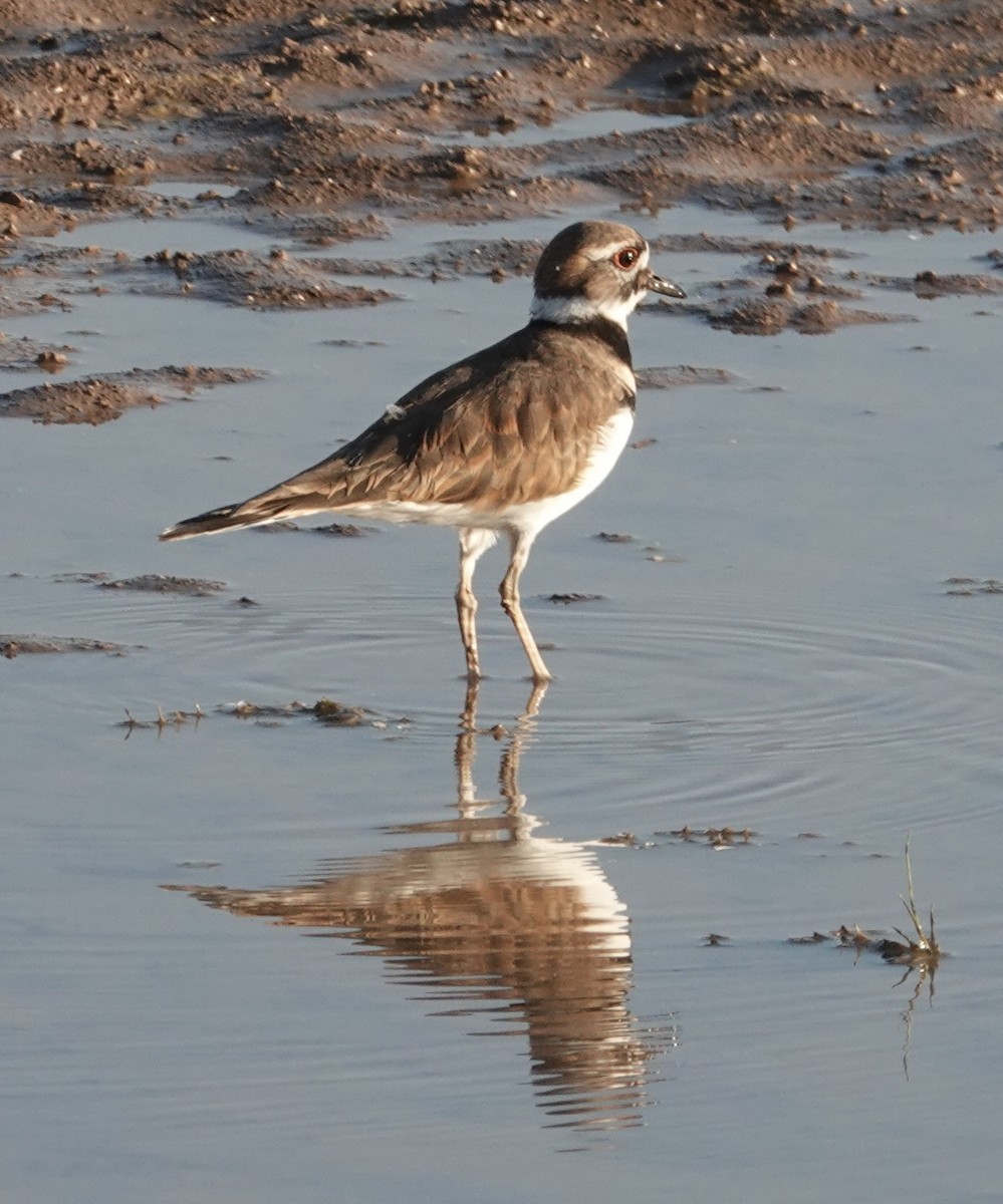 Killdeer - ML643320950