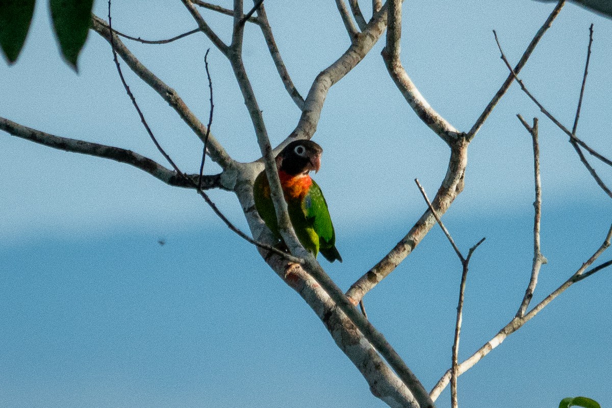 Brown-hooded Parrot - ML643320954