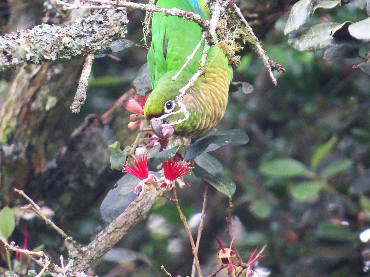 Maroon-bellied Parakeet - ML643320955