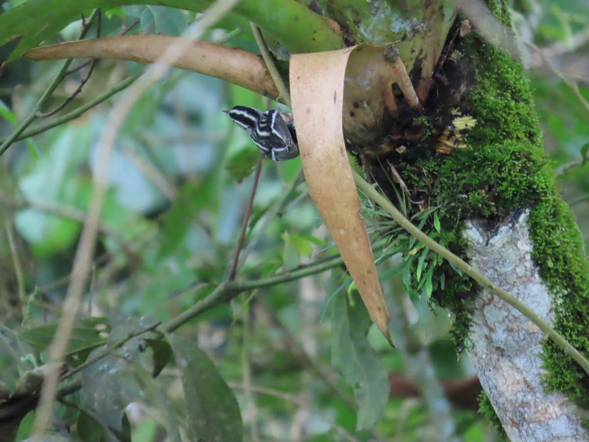 Black-and-white Warbler - ML643320965