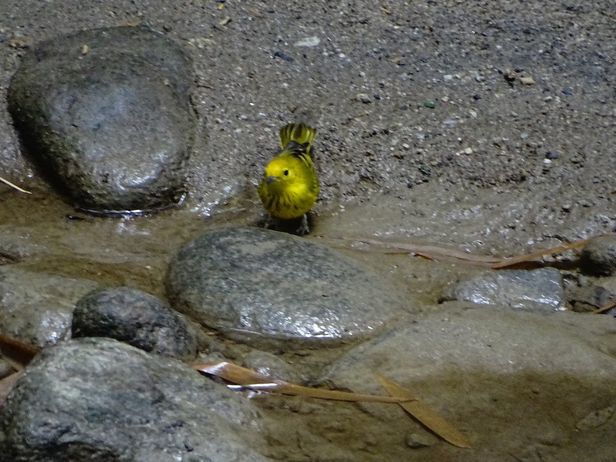 Northern Yellow Warbler - ML643320994