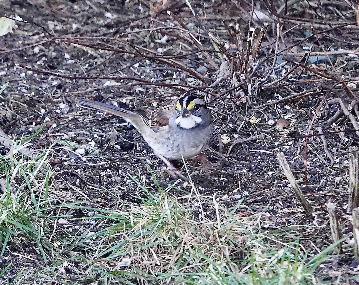 White-throated Sparrow - ML643321008